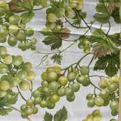 TISSU MFTA COTON ENDUIT MUSCAT VERT