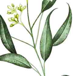 Tissu Popeline de Coton- Éclat Naturel Vert Pastel